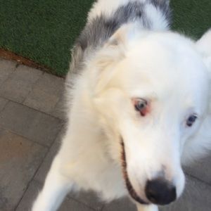 Meet your Posher, Dublynn